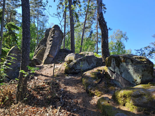 Holín, Prachov, 13.5.2024
Vrch Přivýšina. Biotop kovaříků Pseudanostirus globicollis.
Klíčová slova: Český ráj Holín Prachov Prachovské skály Přivýšina Pseudanostirus globicollis