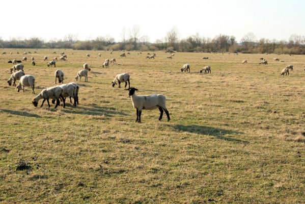 Blešno, 31.3.2008
Záplavová luka řeky Orlice - jaro na ovčích pastvinách. 
Klíčová slova: Dolní Poorličí Blešno Orlice