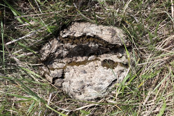 Břehy, 18.5.2019
Žernov - pastvina. Typ kravince vyhledávaný druhem Onthophagus taurus.
Keywords: Břehy Žernov pastvina