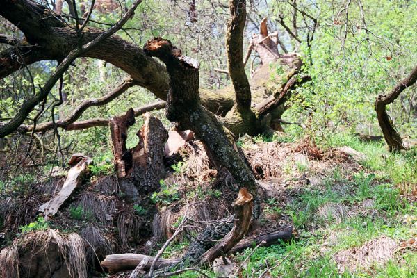 Břestek, 23.4.2004
Prasklý dub na hřbetu východně od rezervace Barborka.
Klíčová slova: Břestek Barborka