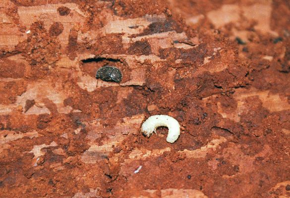 Brumov-Bylnice, 23.11.2003
Typické požerky, larva a imago roháčka Aesalus scarabaeoides. Tento druh jsem nalezl v okolí Brumova-Bylnice na třech lokalitách.
Klíčová slova: Bílé Karpaty Brumov-Bylnice Aesalus scarabaeoides