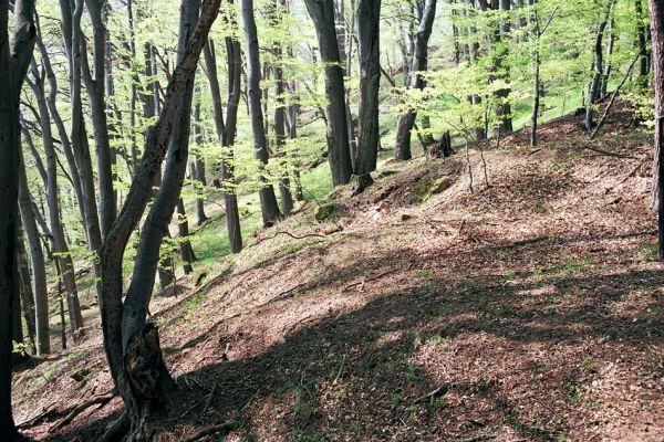 Buchlovice, 23.4.2004
Suťový les na svazích rezervace Barborka.
Klíčová slova: Buchlovice Barborka