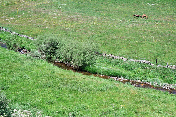 Busdongo de Arbas, 17.6.2005
Busdongo de Arbas - Arbás del Puerto. Río Bernesga - biotop kovaříků Aplotarsus tibiellus. 
Keywords: León province Castile and León Busdongo de Arbas Arbás del Puerto Río Bernesga Aplotarsus tibiellus