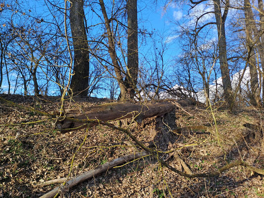 Bzenec, Přívoz, 28.2.2025
Dubová. Starý soutok Strouhy a Moravy.
Klíčová slova: Bzenec Přívoz Dubová řeka Morava Dirrhagofarsus attenuatus