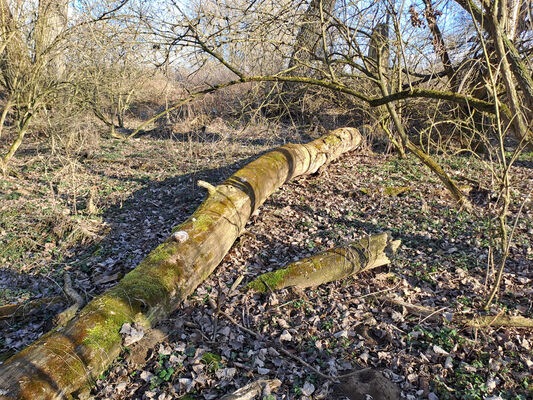 Bzenec, Přívoz, 28.2.2025
Dubová. Starý soutok Strouhy a Moravy.
Klíčová slova: Bzenec Přívoz Dubová řeka Morava Dirrhagofarsus attenuatus