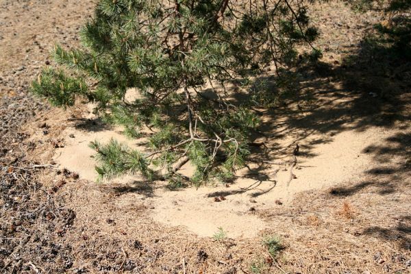 Bzenec-přívoz, 28.4.2008
Rezervace Váté písky. Nízké větve solitérních borovic vymetají za větru jehličí z písku. 
Klíčová slova: Bzenec-přívoz Váté písky Cardiophorus asellus nigerrimus ruficollis discicollis Ampedus sinuatus elongatulus