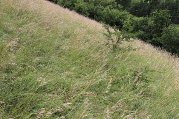Černčice, 20.7.2021
Homole. Formace suchých trávníků na jihozápadním svahu.
Klíčová slova: Černčice Homole louka Agriotes gallicus