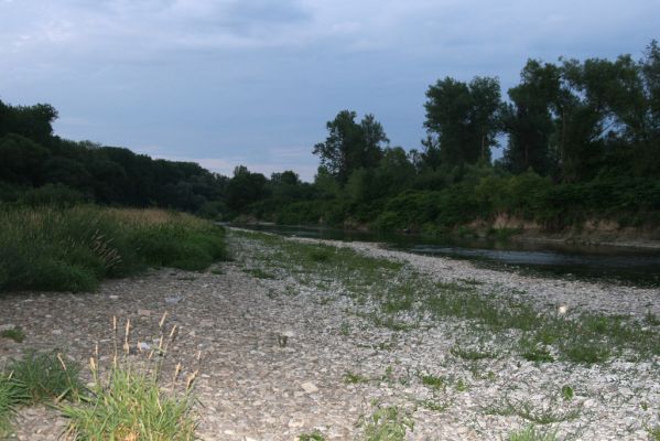 Černotín, 18.7.2017
Meandry Bečvy - štěrkový náplav.
Klíčová slova: Černotín řeka Bečva Adrastus circassicus