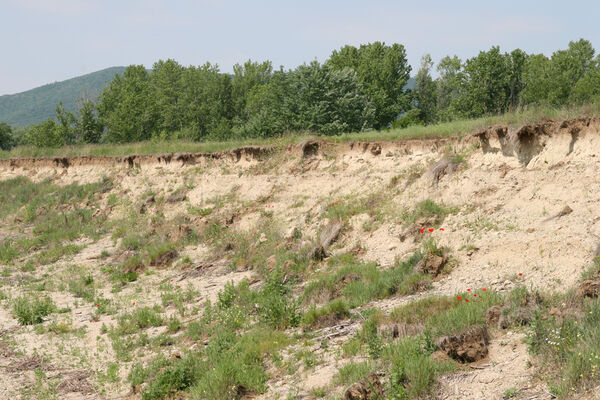 Chľaba, 5.6.2014
Břeh Dunaje před soutokem s Ipľa.
Schlüsselwörter: Chľaba soutok Dunaj Ipeľ