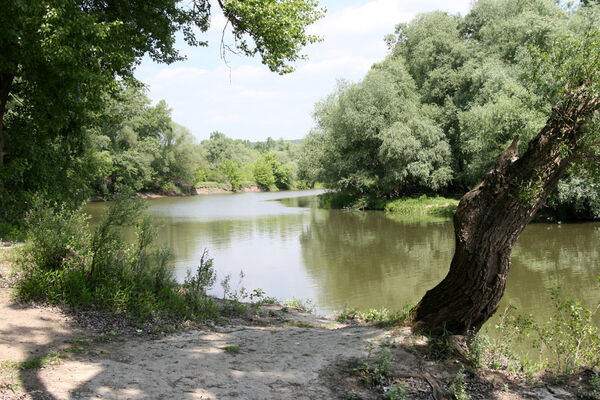 Chľaba, 5.6.2014
Ipeľ před soutokem s Dunajem.
Keywords: Chľaba soutok Dunaj Ipeľ