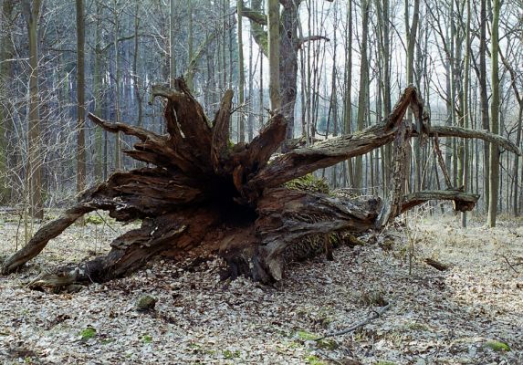 Choltice-zámecký park, 15.3.2003
Jeden z mnoha padlých choltických dubů.
Mots-clés: Choltice