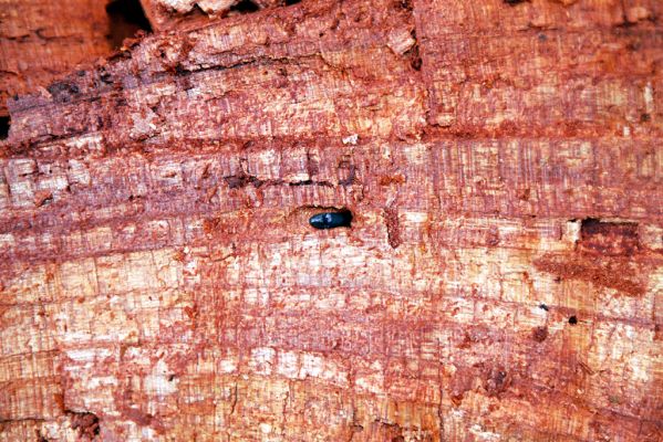 Choltice, 28.3.2004
Choltická obora. Trouchnivý kmen třešně osídlený kovaříky Ampedus nigerrimus.


Keywords: Choltice Choltická obora Ampedus nigerrimus