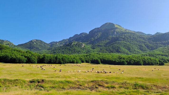 Ukbibaj, 29.6.2024
Ráno na pastvinamách pod Maja e Muleqithit.
Keywords: Shkodër Cukal Highlands Dima moraveci