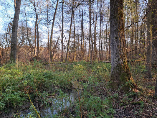 Polánky nad Dědinou, 8.11.2024
Lužní les u Bezedného potoka.
Klíčová slova: Polánky nad Dědinou Dědina lužní les