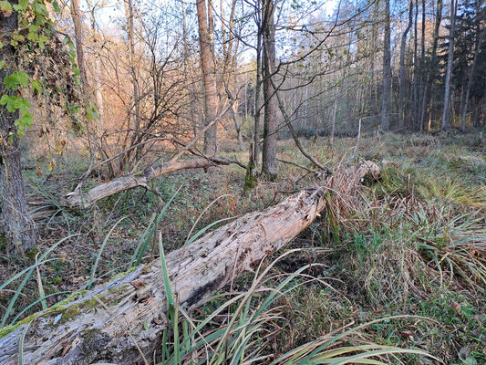 Polánky nad Dědinou, 8.11.2024
Lužní les u starého koryta Dědiny.
Klíčová slova: Polánky nad Dědinou Dědina lužní les Ampedus pomonae