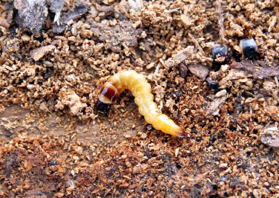 Šumava, Dobrá, 29.4.2011
Larva kovaříka Danosoma fasciata v drti pod kůrou padlého kmene smrku.
Klíčová slova: Šumava Dobrá Stožec Danosoma fasciata