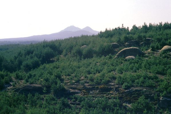 Doksy env., 9.8.1996
Pohled od Havířského vrchu na Bezděz.
Keywords: Doksy Havířský vrch Bezděz Paracardiophorus musculus