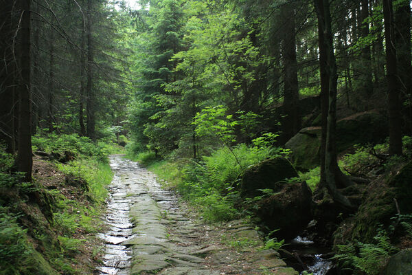 Děčín, Dolní Žleb, 24.5.2007
Hluboký důl, Kamenka. Biotop kovaříka Sericus subaeneus.
Klíčová slova: Děčín Dolní Žleb Kaňon Labe