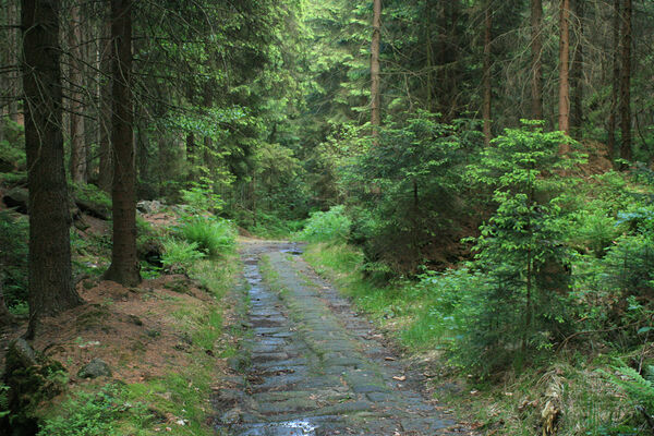 Děčín, Dolní Žleb, 24.5.2007
Hluboký důl, Kamenka. Biotop kovaříka Sericus subaeneus.
Klíčová slova: Děčín Dolní Žleb Kaňon Labe Sericus subaeneus