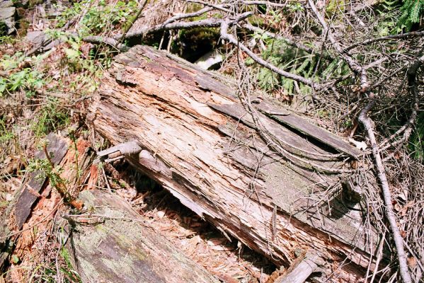 Domašov nad Bystřicí, 17.5.2004 
Kamenné proudy u Domašova.



Klíčová slova: Domašov nad Bystřicí Kamenné proudy u Domašova Ampedus praeustus tristis