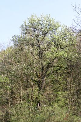 Šahy, 13.4.2016
Zarůstající pastevní les na severozápadním svahu vrchu Drieňok.
Keywords: Šahy Drieňok pastevní les