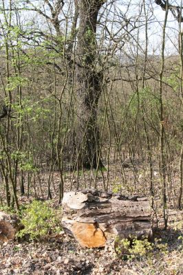 Šahy, 13.4.2016
Zarůstající pastevní les na severozápadním svahu vrchu Drieňok.
Klíčová slova: Šahy Drieňok pastevní les