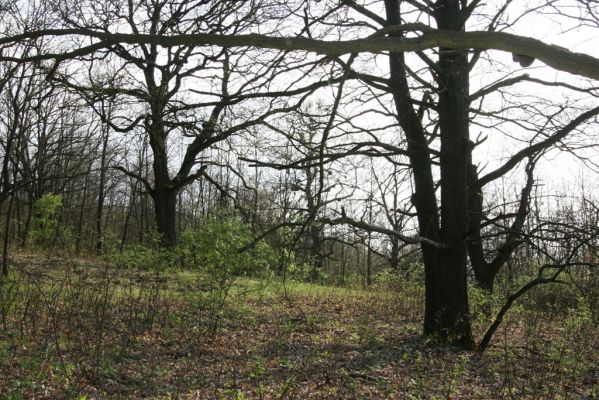Šahy, 13.4.2016
Zarůstající pastevní les na severozápadním svahu vrchu Drieňok.
Mots-clés: Šahy Drieňok pastevní les