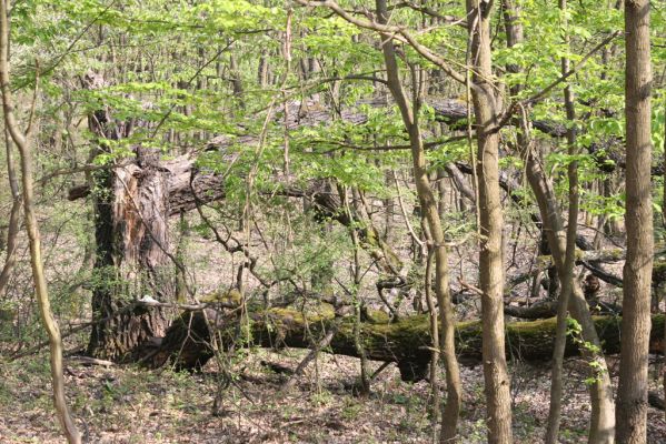 Šahy, 13.4.2016
Zarůstající pastevní les na severozápadním svahu vrchu Drieňok.
Schlüsselwörter: Šahy Drieňok pastevní les