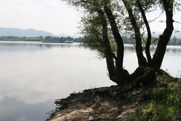 Chľaba, 6.5.2014
Na soutoku řek Ipeľu a Dunaje
Klíčová slova: Chľaba Ipeľ Dunaj
