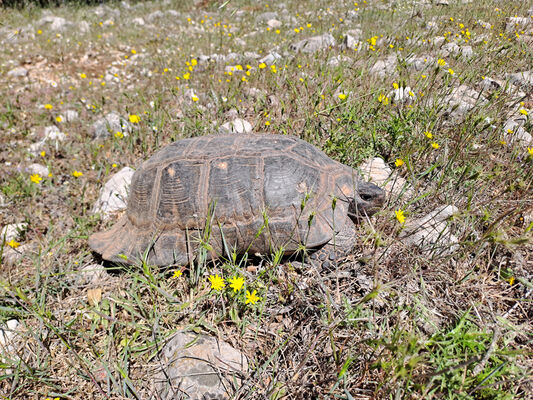 Elikonas, 28.4.2024
Helicon Mts., Elikonas env. - Testudo hermanni.
Klíčová slova: Boeotia Helicon Mts. Elikonas env.