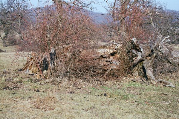 Dobrá Niva, 20.3.2003
Gavurky, starý pastevní les. Centrální část.


Klíčová slova: Dobrá Niva Gavurky Ampedus cinnabarinus Menephilus cylindricus