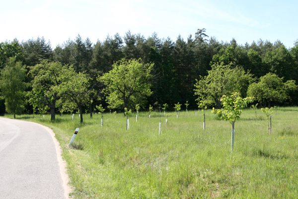 Hoděšovice, 17.5.2009
Udržovaná třešňovka s výsadbou nových třešní u cesty na Kolibu. 
Klíčová slova: Hoděšovice Anthaxia candens