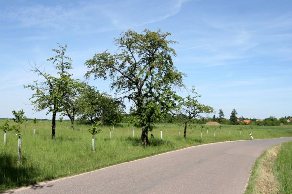 Hoděšovice, 17.5.2009
Udržovaná třešňovka s výsadbou nových třešní u cesty na Kolibu. 
Klíčová slova: Hoděšovice Anthaxia candens