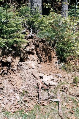 Novohradské hory, Hojná Voda, 5.5.2006
Kuní hora - biotop kovaříka Anostirus purpureus.




Keywords: Novohradské hory Hojná Voda Kuní hora Anostirus purpureus