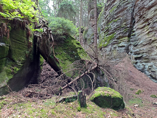 Holín, Horní Lochov, 25.5.2024
Rokle u Ervínova hradu. Biotop kovaříků Sericus subaeneus.
Klíčová slova: Český ráj Holín Prachovské skály Ervínův hrad rokle Sericus subaeneus