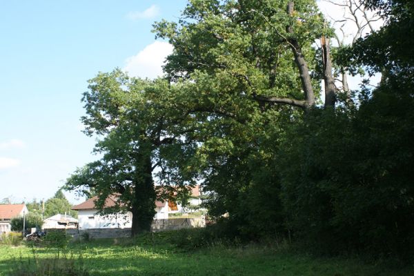 Hrádek, 13.9.2007
Památný dub na okraji obce.
Schlüsselwörter: Hrádek Rozkoš Ampedus cardinalis