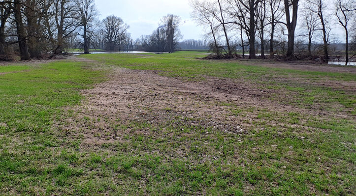 Opatovice nad Labem, 1.3.2024
Hrozná po zimních povodních.
Klíčová slova: Opatovice nad Labem Hrozná slepé rameno Labe