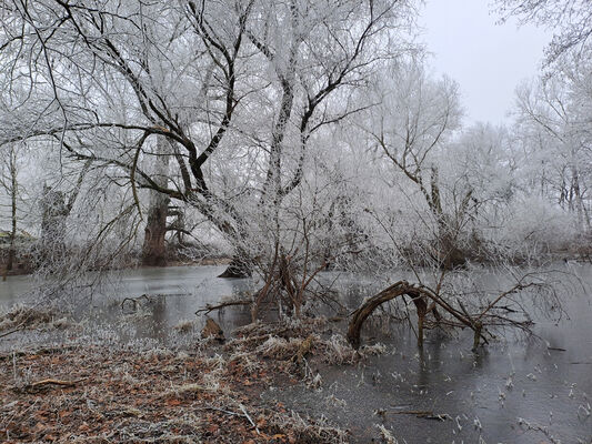 Opatovice nad Labem, 31.12.2024
Hrozná - slepé rameno Labe.
Klíčová slova: Opatovice nad Labem Hrozná slepé rameno Labe Ampedus pomonae pomorum