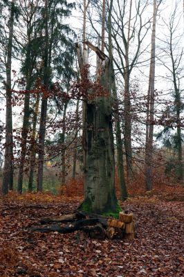 Hrubá Skála, 18.11.2020
Listnatý les U Hřbitova.
Klíčová slova: Hrubá Skála les U Hřbitova Crepidophorus mutilatus