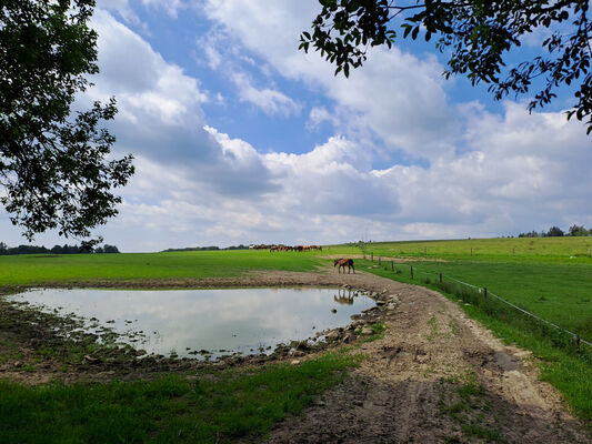 Janovice, 9.6.2024
Pastvina pod Liščí horou.
Klíčová slova: Jívka Janovice Adršpašsko-teplické skály