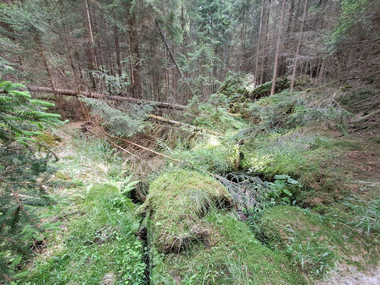 Janovice, 9.6.2024
Vlčí rokle - horní část.
Klíčová slova: Jívka Janovice Adršpašsko-teplické skály Vlčí rokle Sericus subaeneus