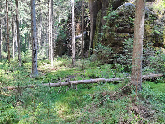 Janovice, 9.6.2024
Vlčí rokle před Adršpašským jezírkem.
Klíčová slova: Jívka Janovice Adršpašsko-teplické skály Vlčí rokle Sericus subaeneus