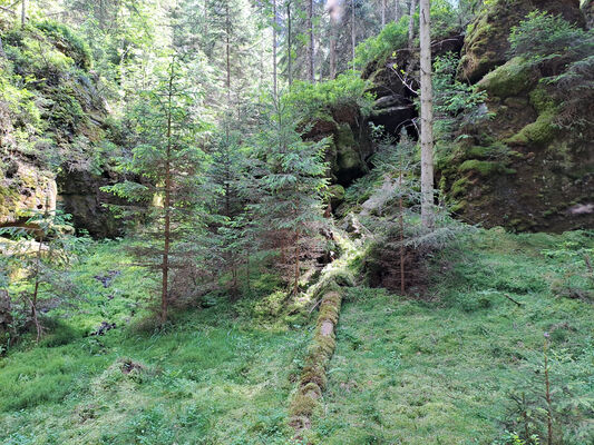 Janovice, 9.6.2024
Vlčí rokle před Adršpašským jezírkem.
Klíčová slova: Jívka Janovice Adršpašsko-teplické skály Vlčí rokle Sericus subaeneus