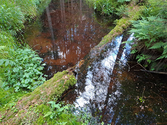 Janovice, 9.6.2024
Vlčí rokle před Adršpašským jezírkem.
Klíčová slova: Jívka Janovice Adršpašsko-teplické skály Vlčí rokle Sericus subaeneus