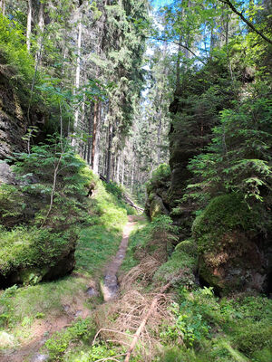 Teplice nad Metují, 9.6.2024
Klíčová slova: Teplice nad Metují Adršpašsko-teplické skály Ledová rokle Sericus subaeneus