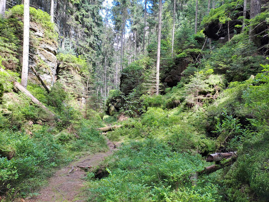 Teplice nad Metují, 9.6.2024
Klíčová slova: Teplice nad Metují Adršpašsko-teplické skály Ledová rokle Sericus subaeneus