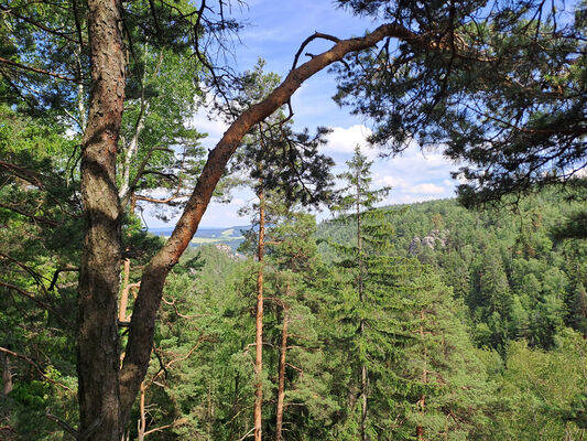 Teplice nad Metují, 9.6.2024
Teplické skály - hrad Střmen.
Klíčová slova: Teplice nad Metují Adršpašsko-teplické skály Teplické skály