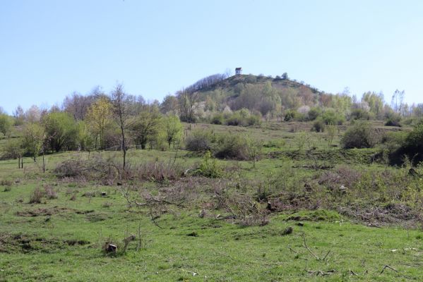 Jičín, 19.4.2019
Vrch Zebín - pastvina na severním svahu.
Schlüsselwörter: Jičín vrch Zebín pastvina