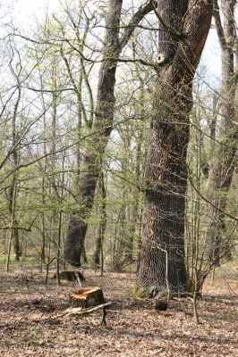 Svatý Mikuláš, Kačina, 14.4.2008
Severní část lužního lesa - dubový háj. 
Schlüsselwörter: Svatý Mikuláš Kačina bažantnice
