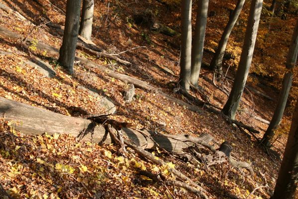 Fintice, vrch Stráž, 2.11.2011
Podzim v suťovém lese na západním svahu Stráže.
Klíčová slova: Fintice Stráž Crepidophorus mutilatus